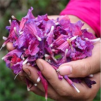 گل گاو زبان